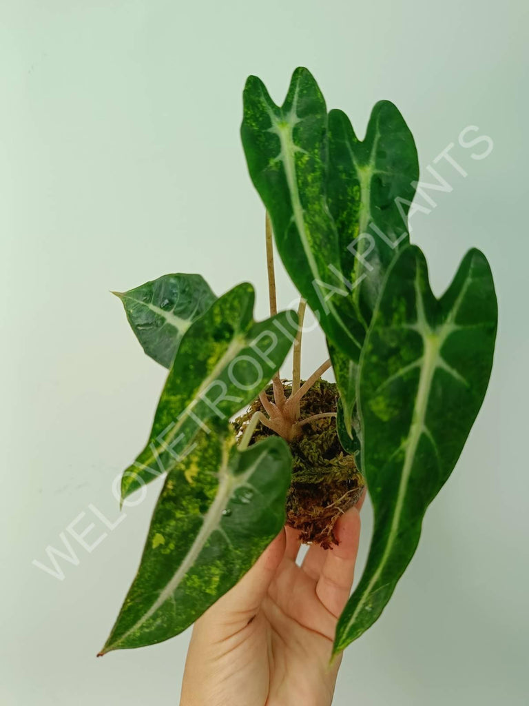 Alocasia bambino variegata aurea