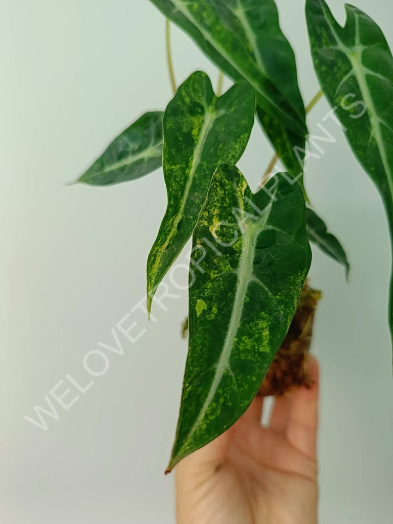 Alocasia bambino variegata aurea