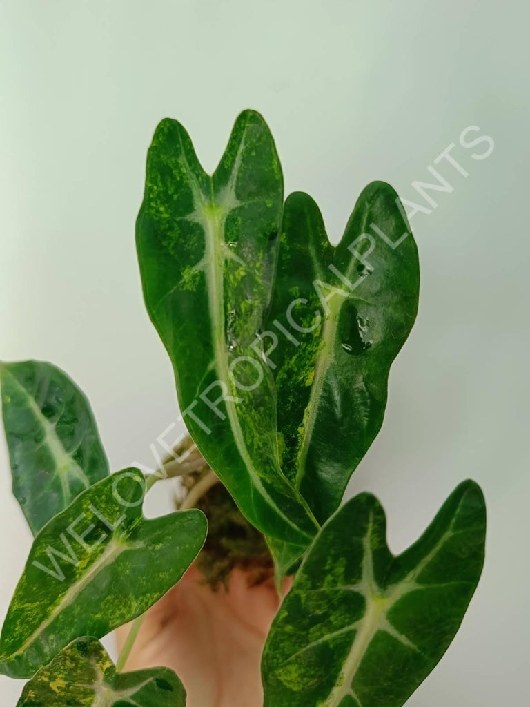 Alocasia bambino variegata aurea