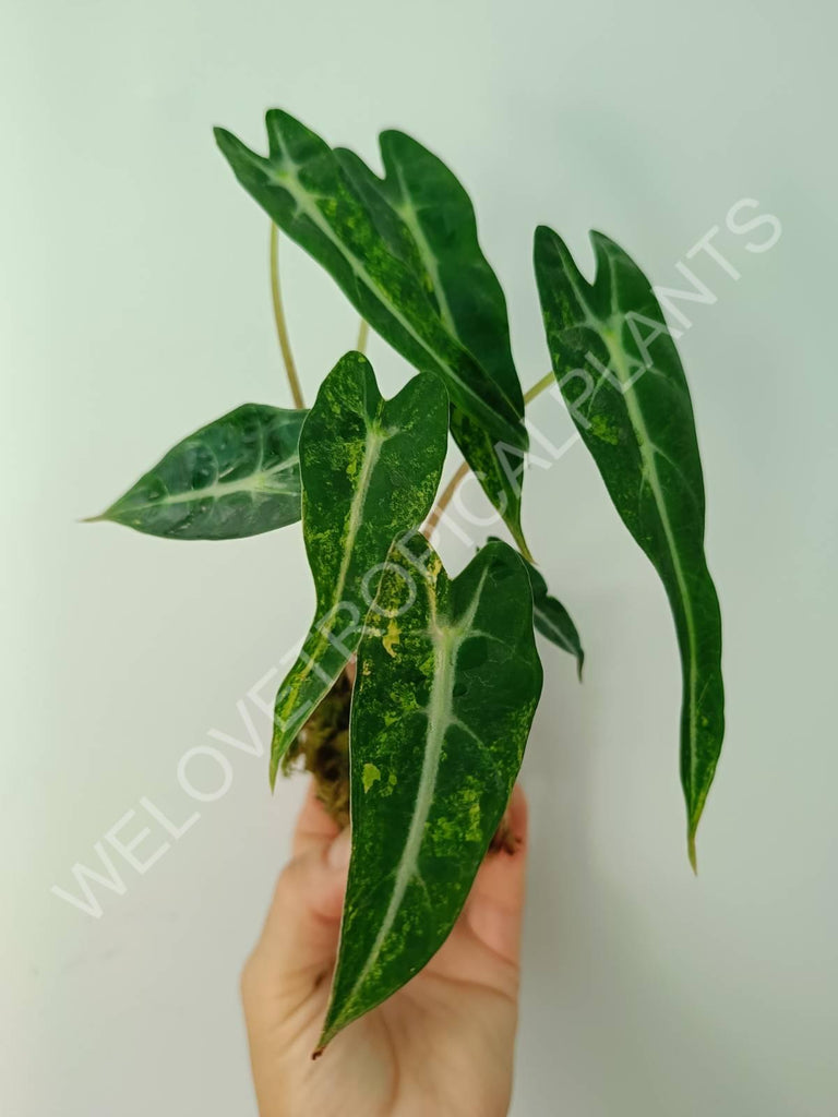 Alocasia bambino variegata aurea