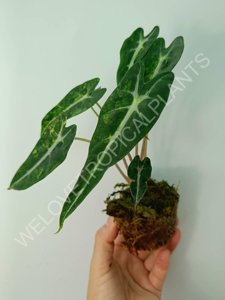 Alocasia bambino variegata aurea