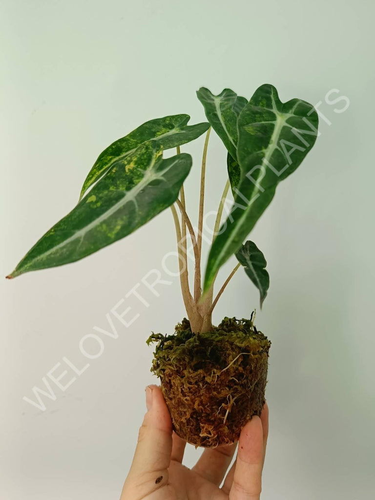 Alocasia bambino variegata aurea