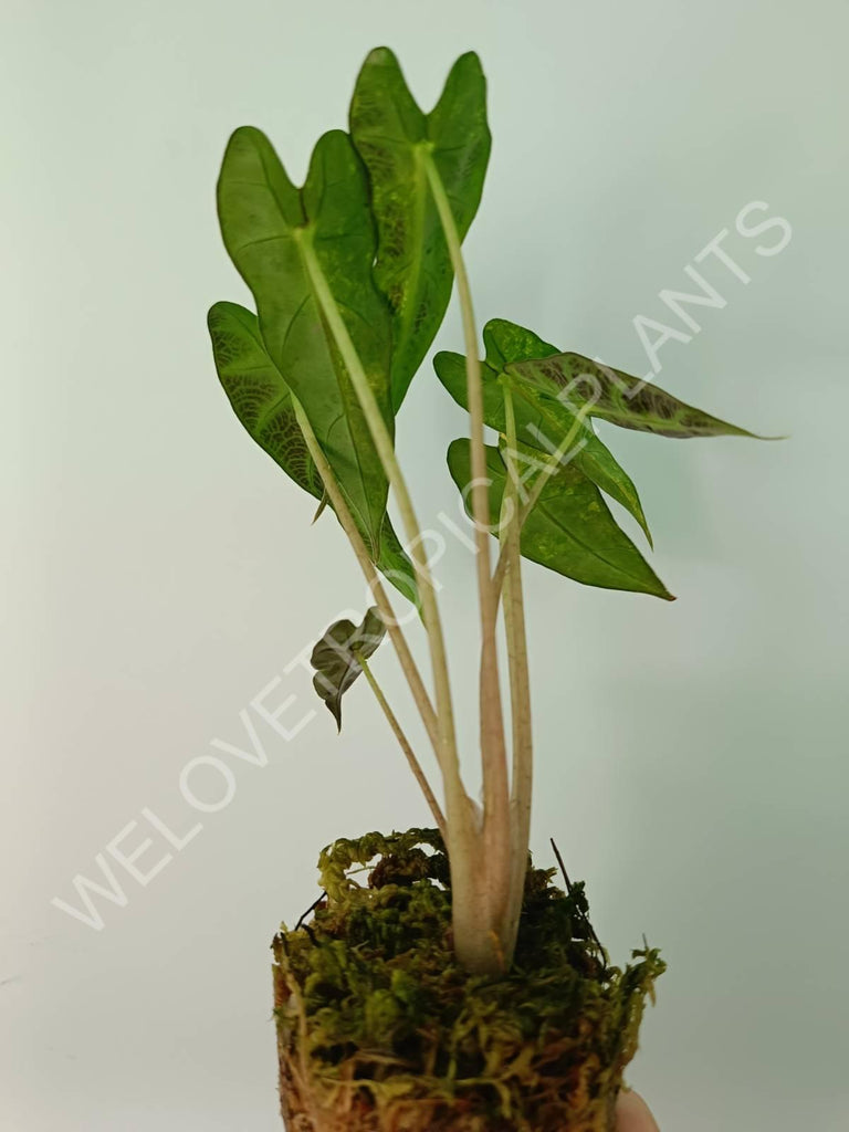 Alocasia bambino variegata aurea