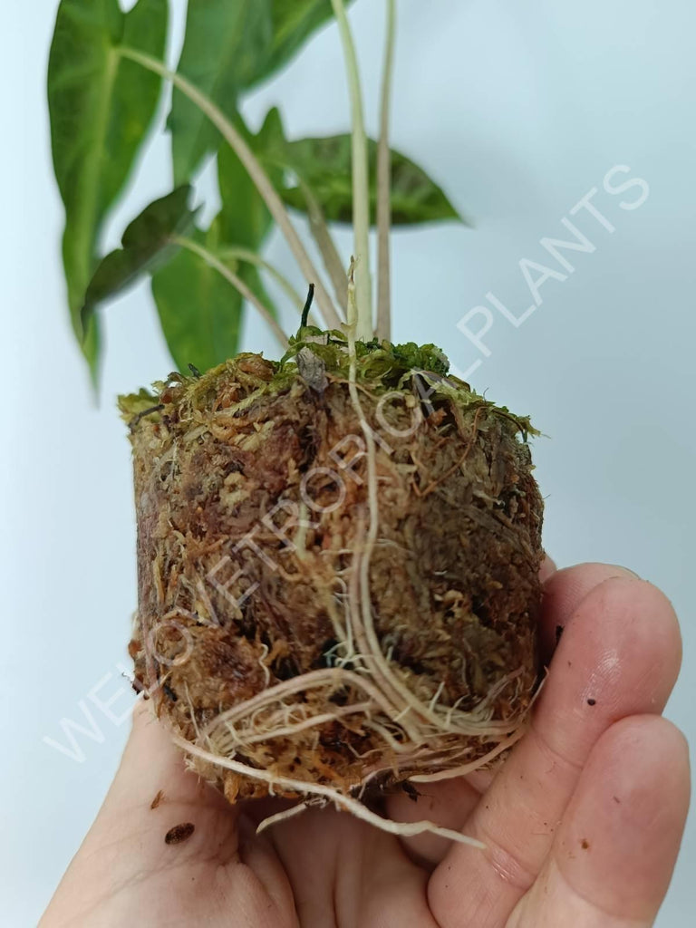 Alocasia bambino variegata aurea