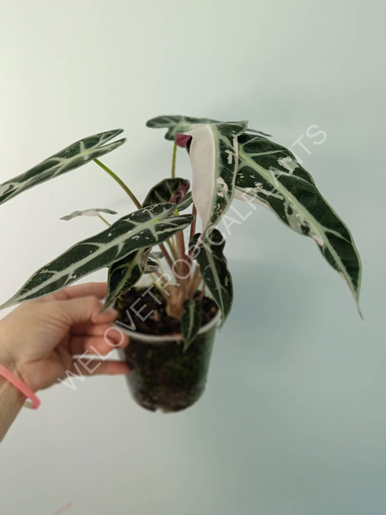 Alocasia bambino variegata pink