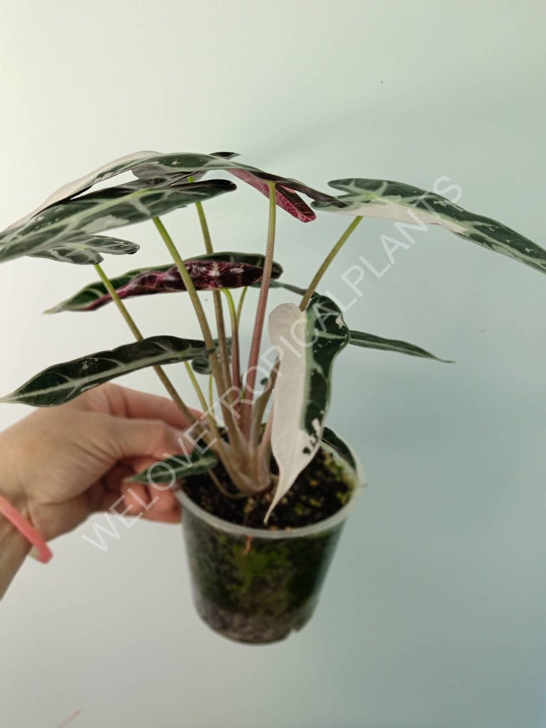 Alocasia bambino variegata pink