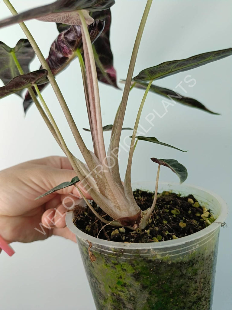 Alocasia bambino variegata pink