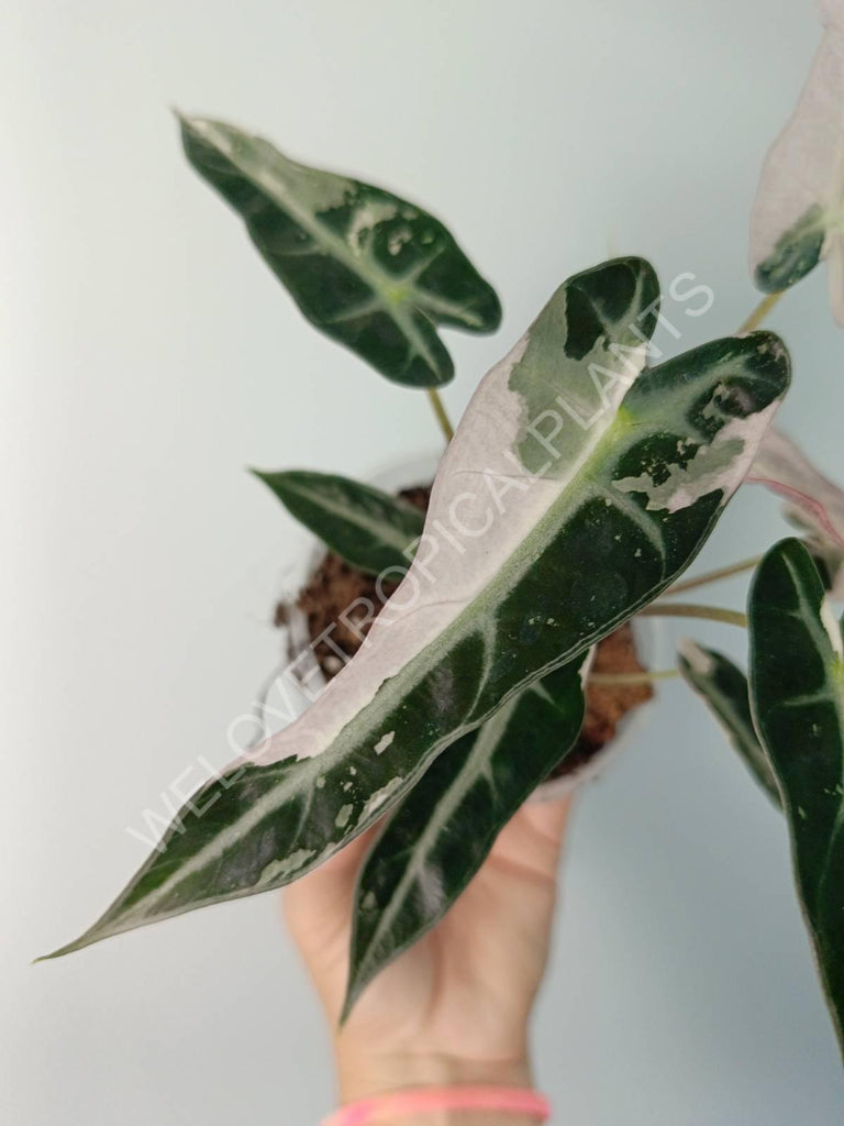 Alocasia bambino variegata pink