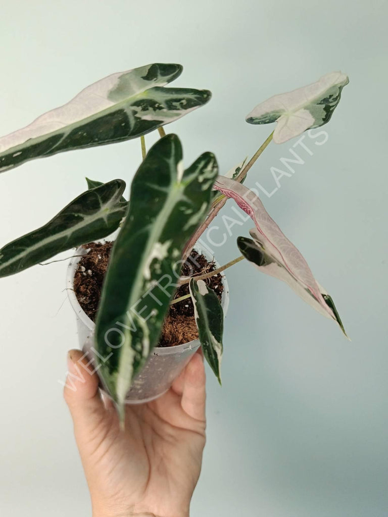 Alocasia bambino variegata pink