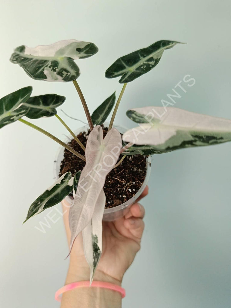 Alocasia bambino variegata pink