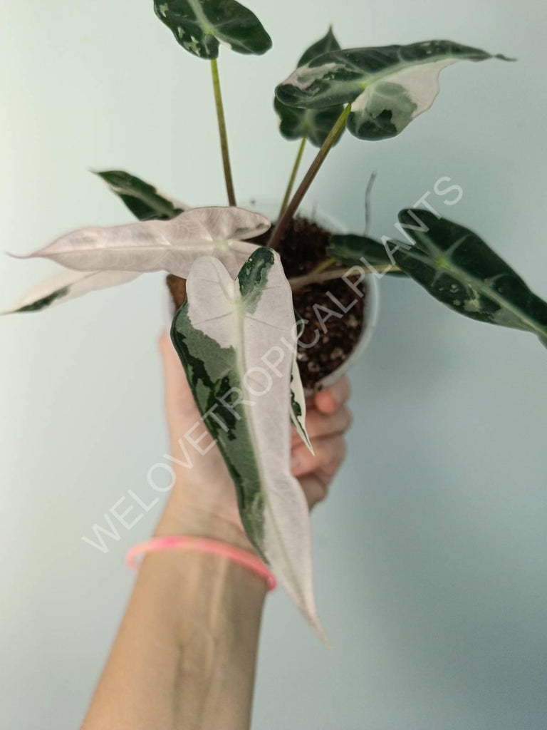 Alocasia bambino variegata pink