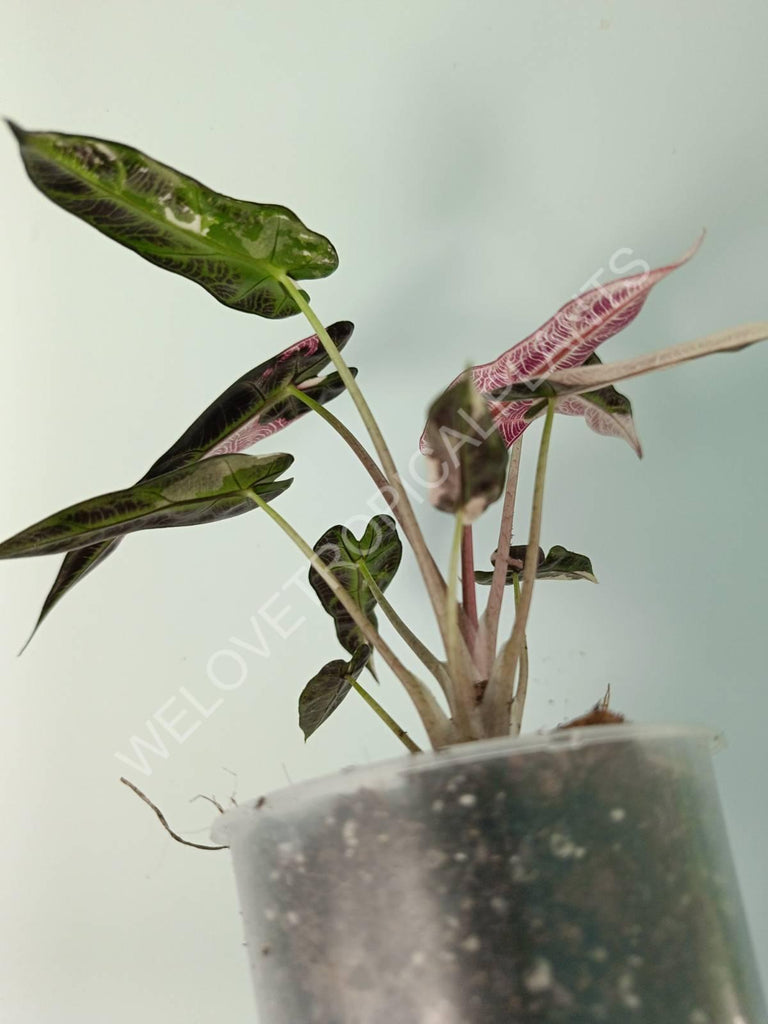 Alocasia bambino variegata pink