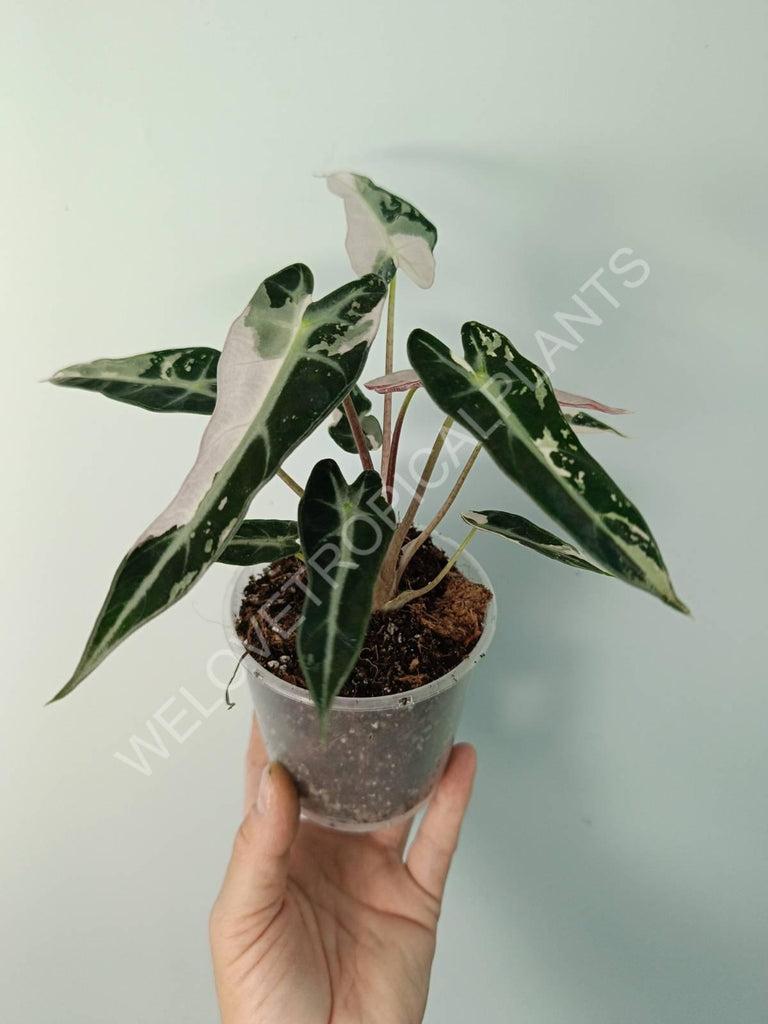 Alocasia bambino variegata pink