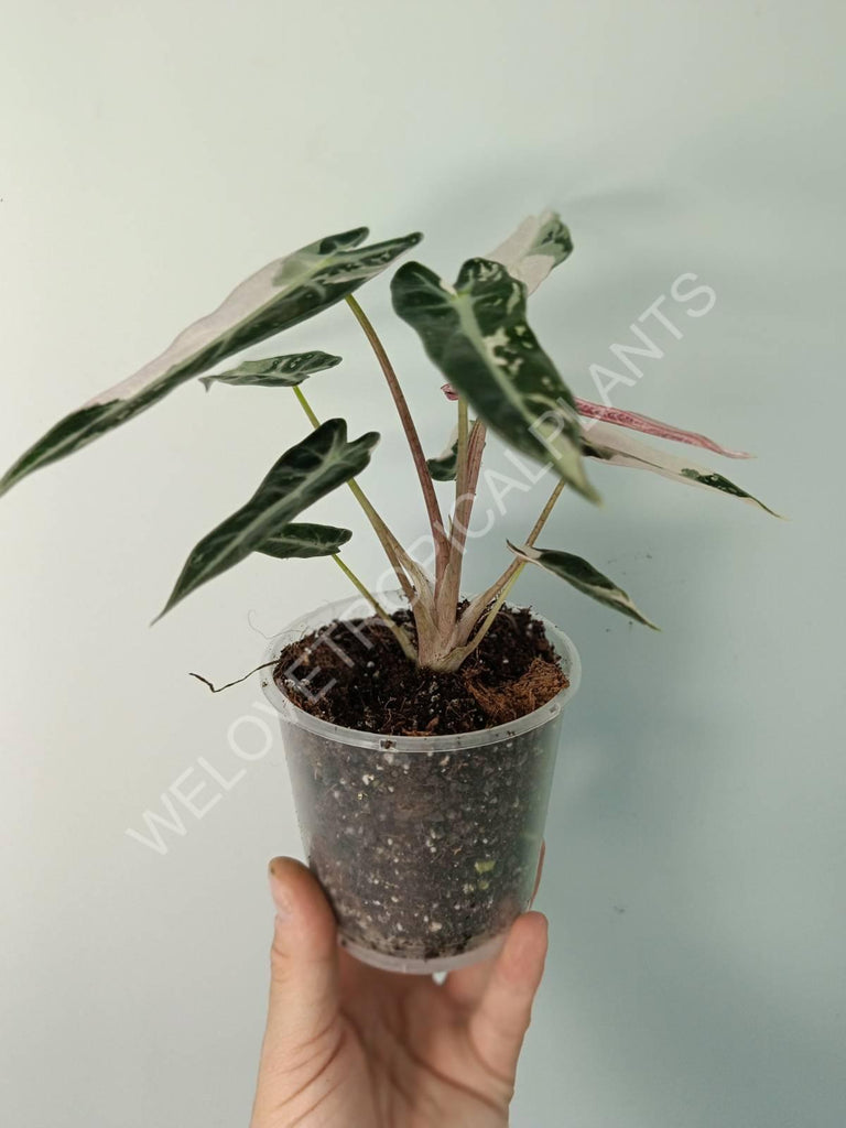 Alocasia bambino variegata pink