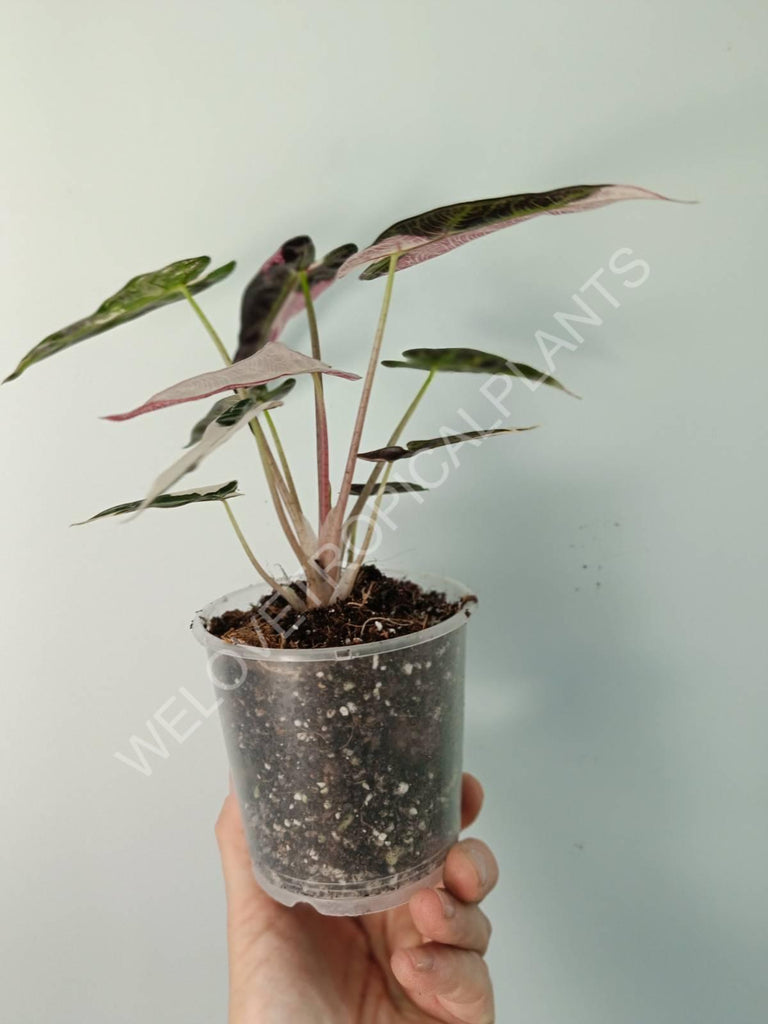 Alocasia bambino variegata pink