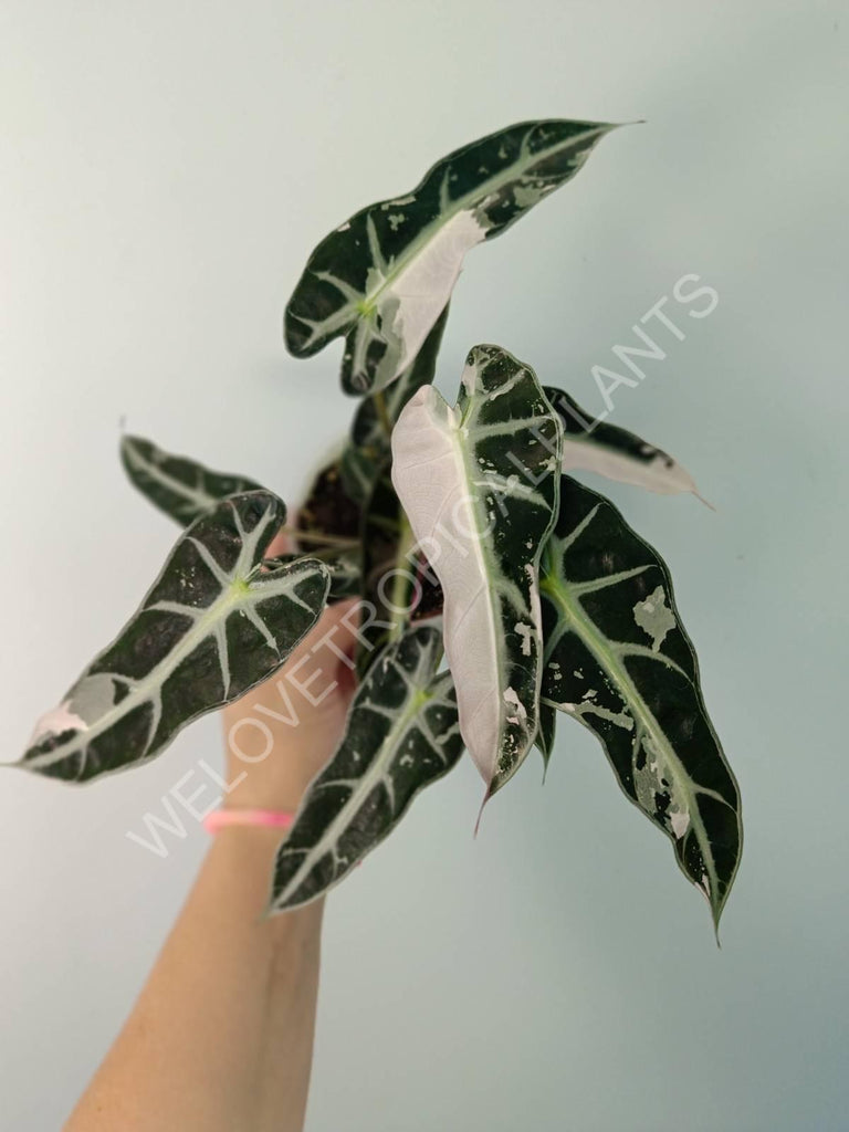 Alocasia bambino variegata pink