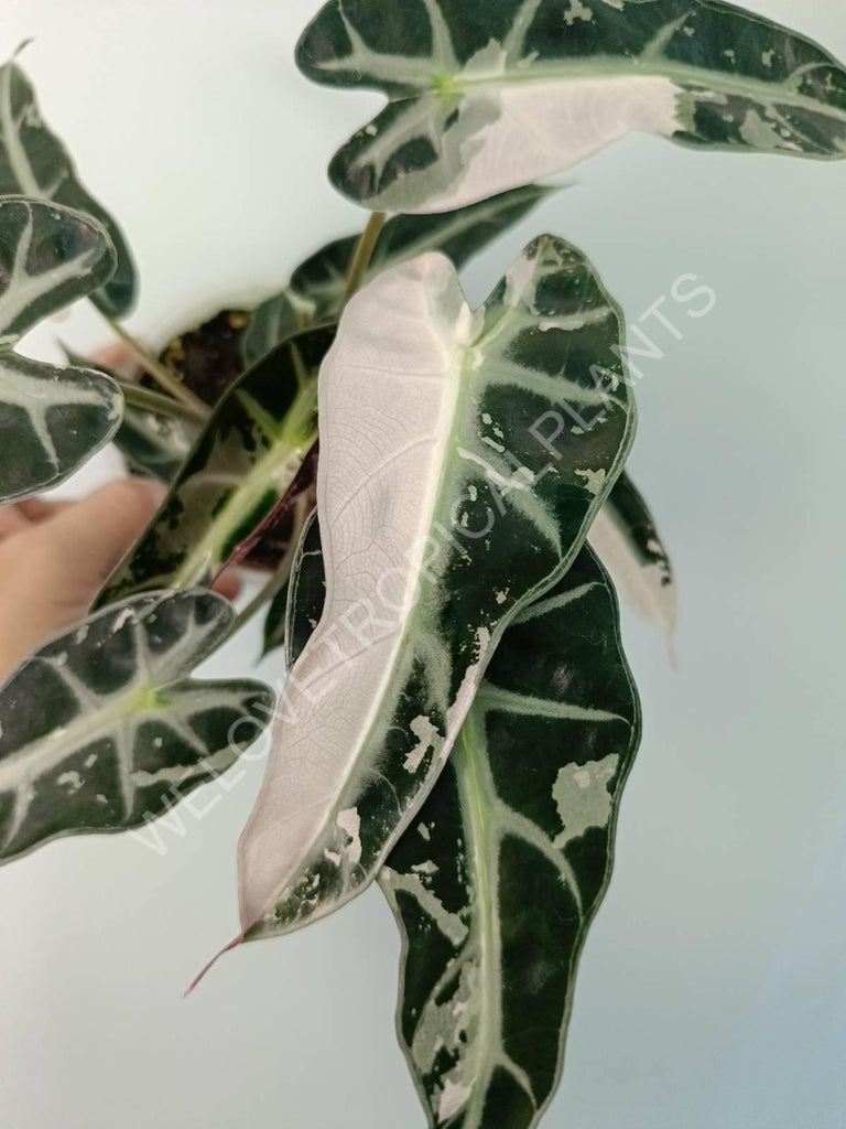 Alocasia bambino variegata pink