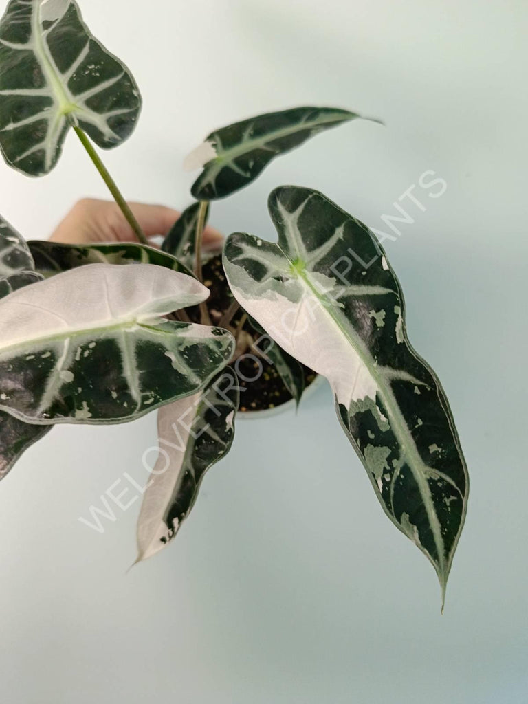 Alocasia bambino variegata pink