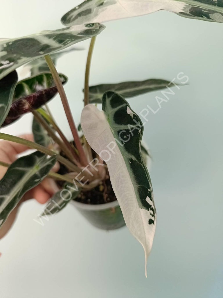 Alocasia bambino variegata pink