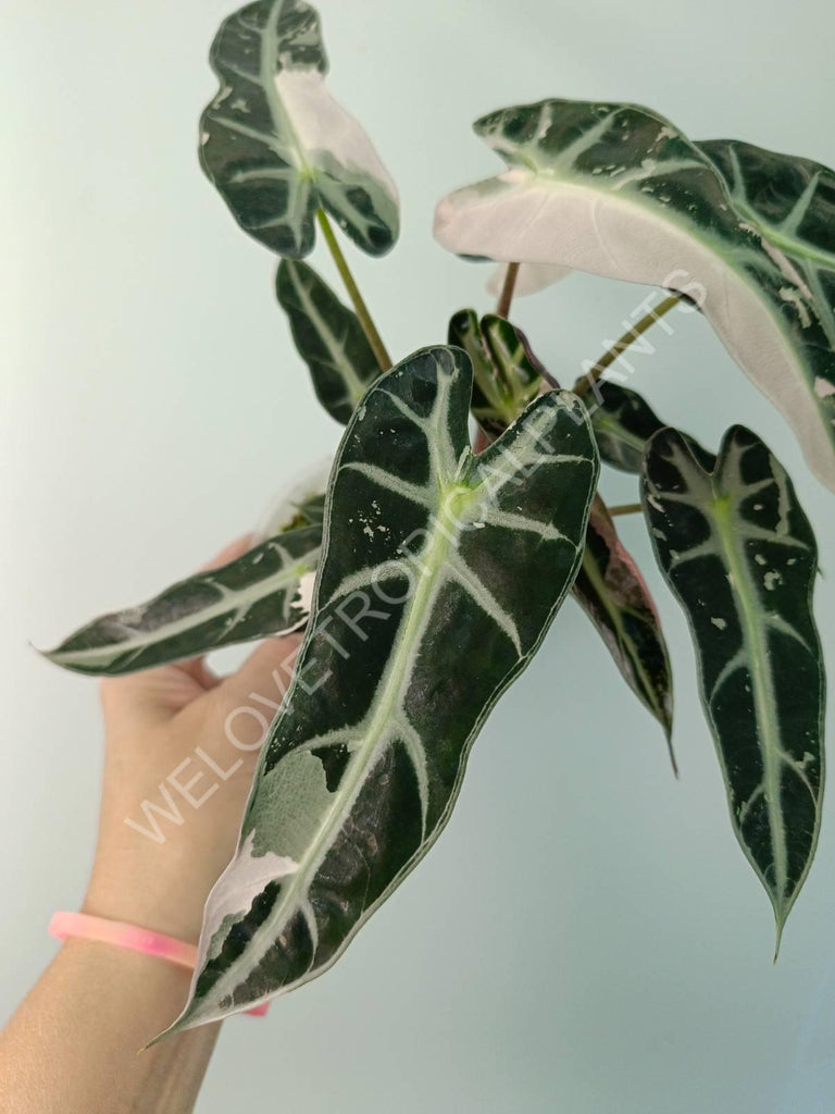 Alocasia bambino variegata pink