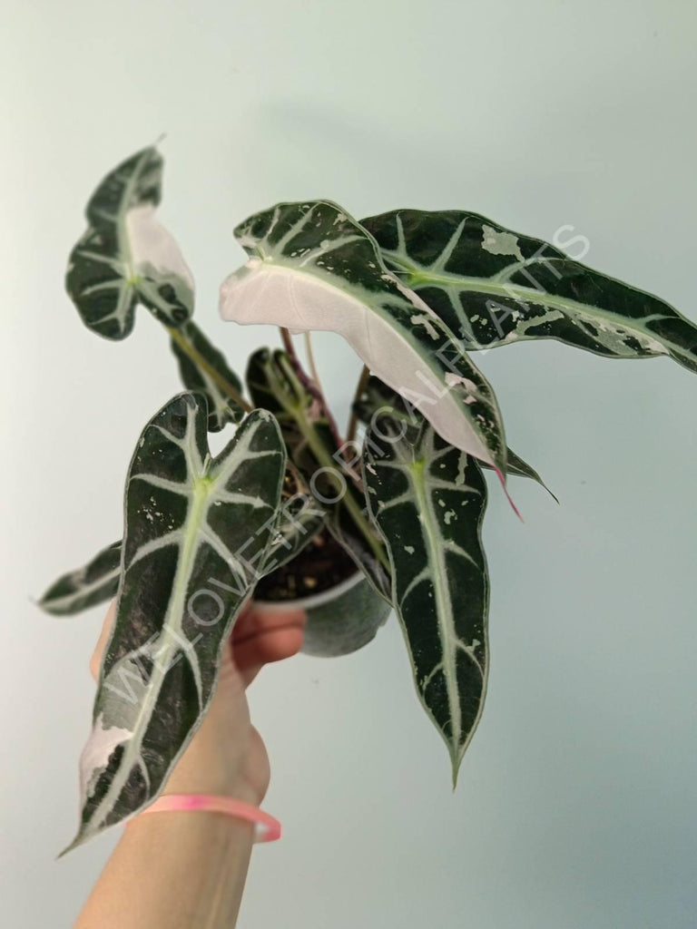 Alocasia bambino variegata pink