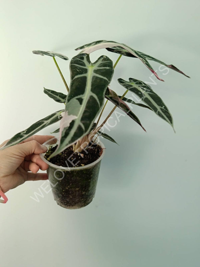 Alocasia bambino variegata pink