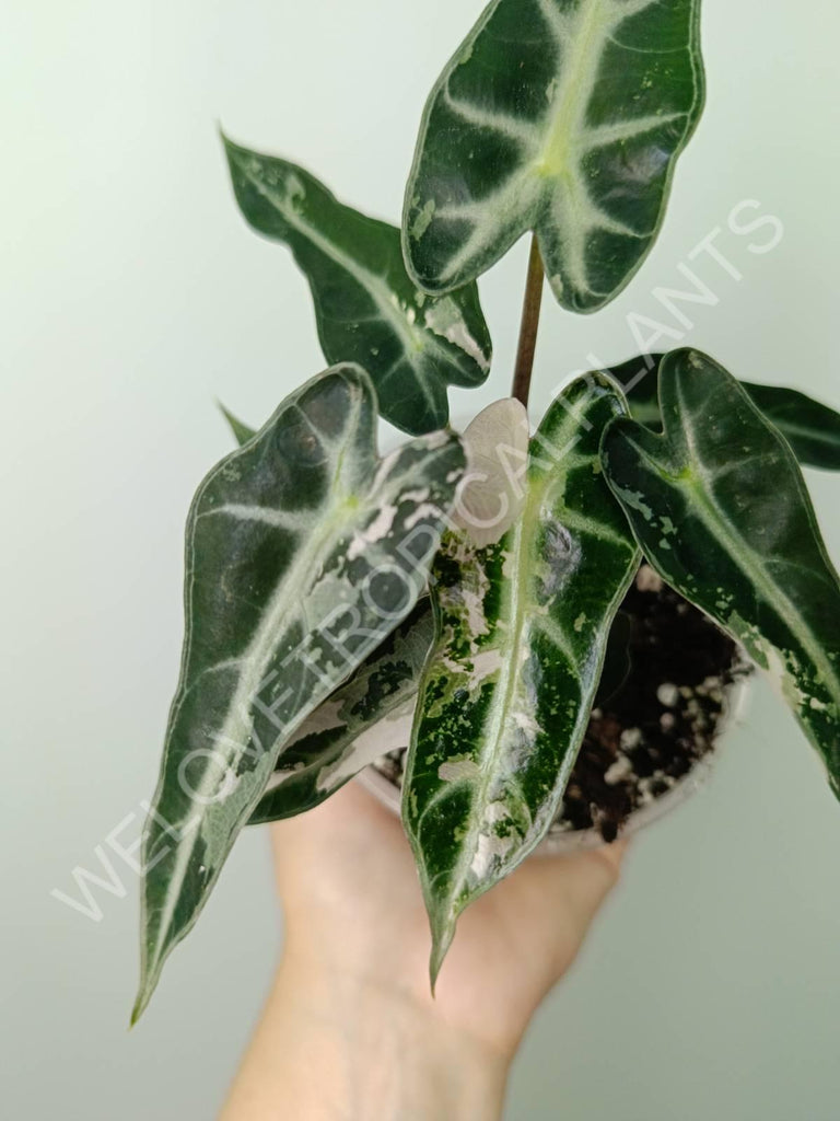 Alocasia bambino variegata pink