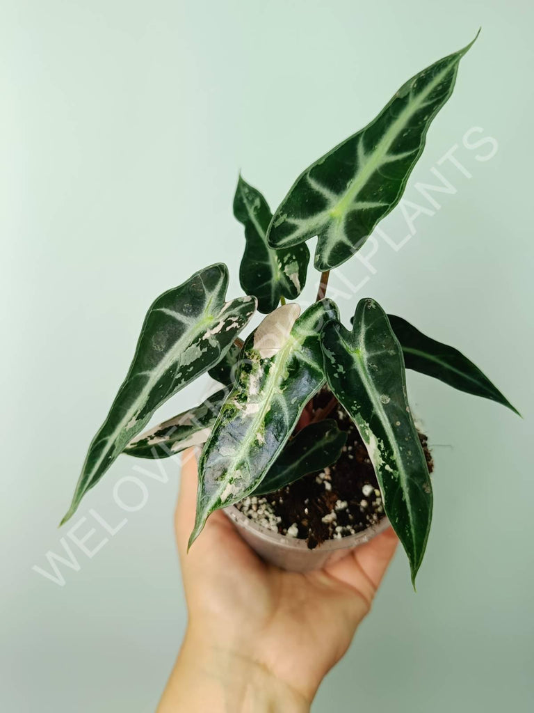 Alocasia bambino variegata pink