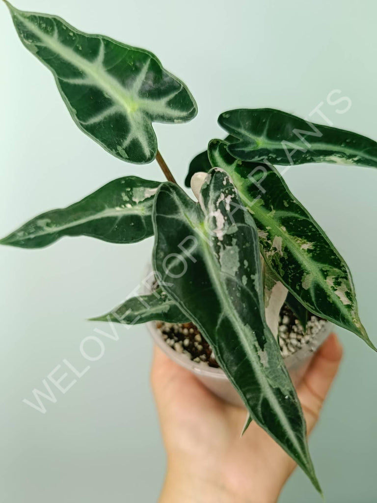 Alocasia bambino variegata pink