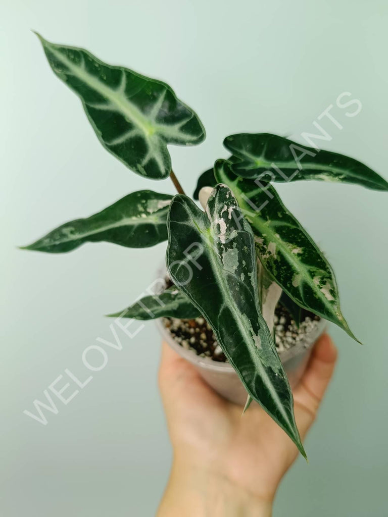 Alocasia bambino variegata pink