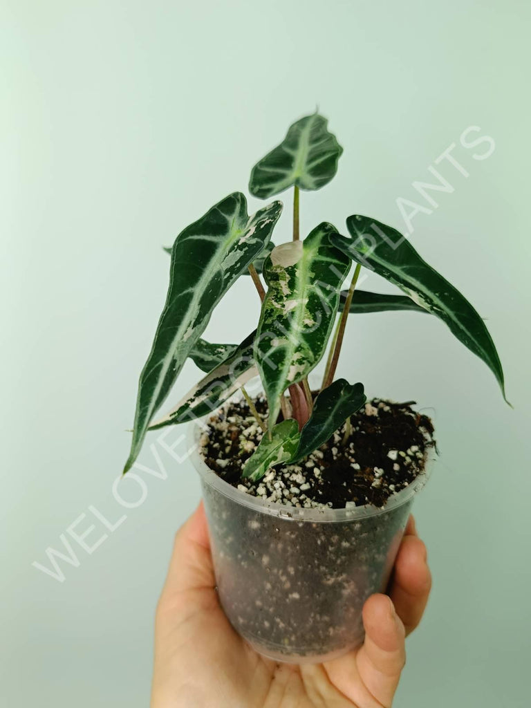 Alocasia bambino variegata pink