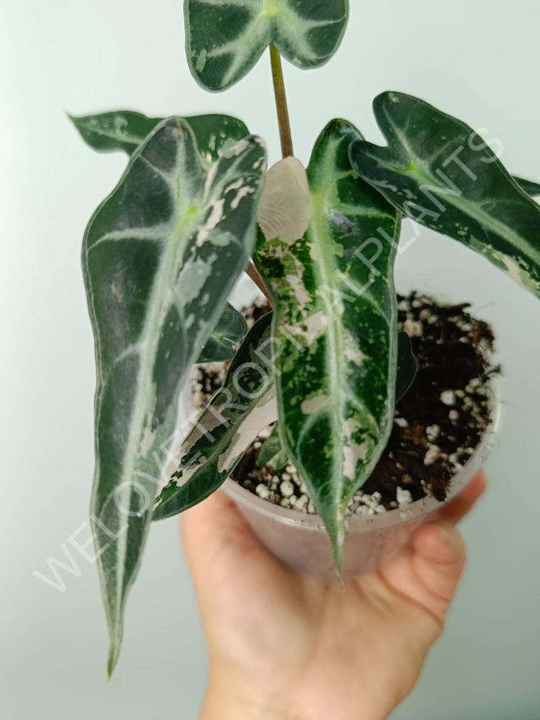 Alocasia bambino variegata pink