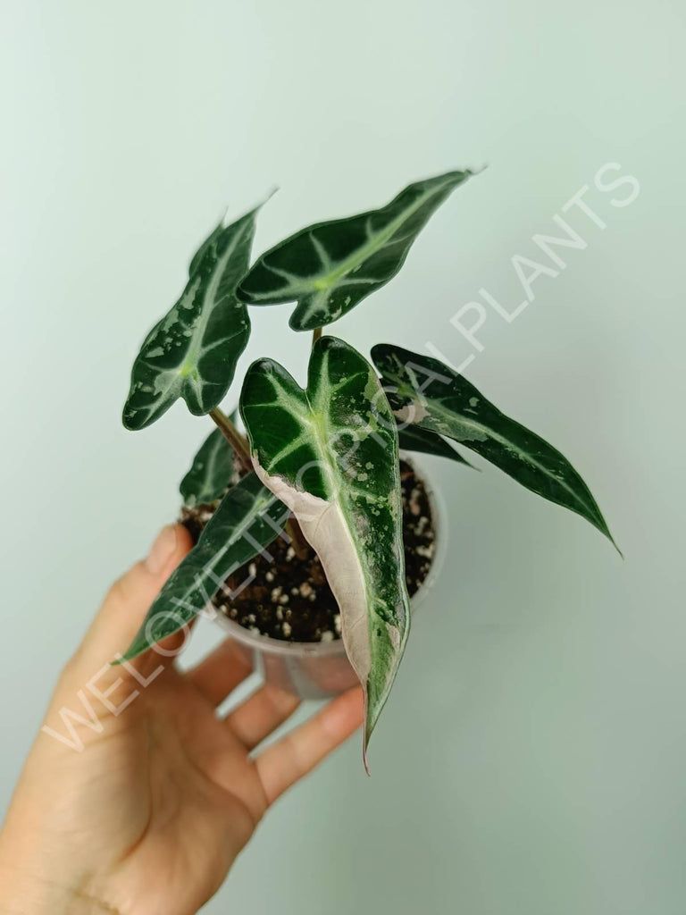 Alocasia bambino variegata pink