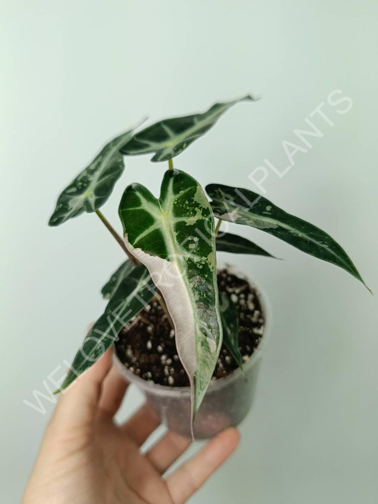 Alocasia bambino variegata pink