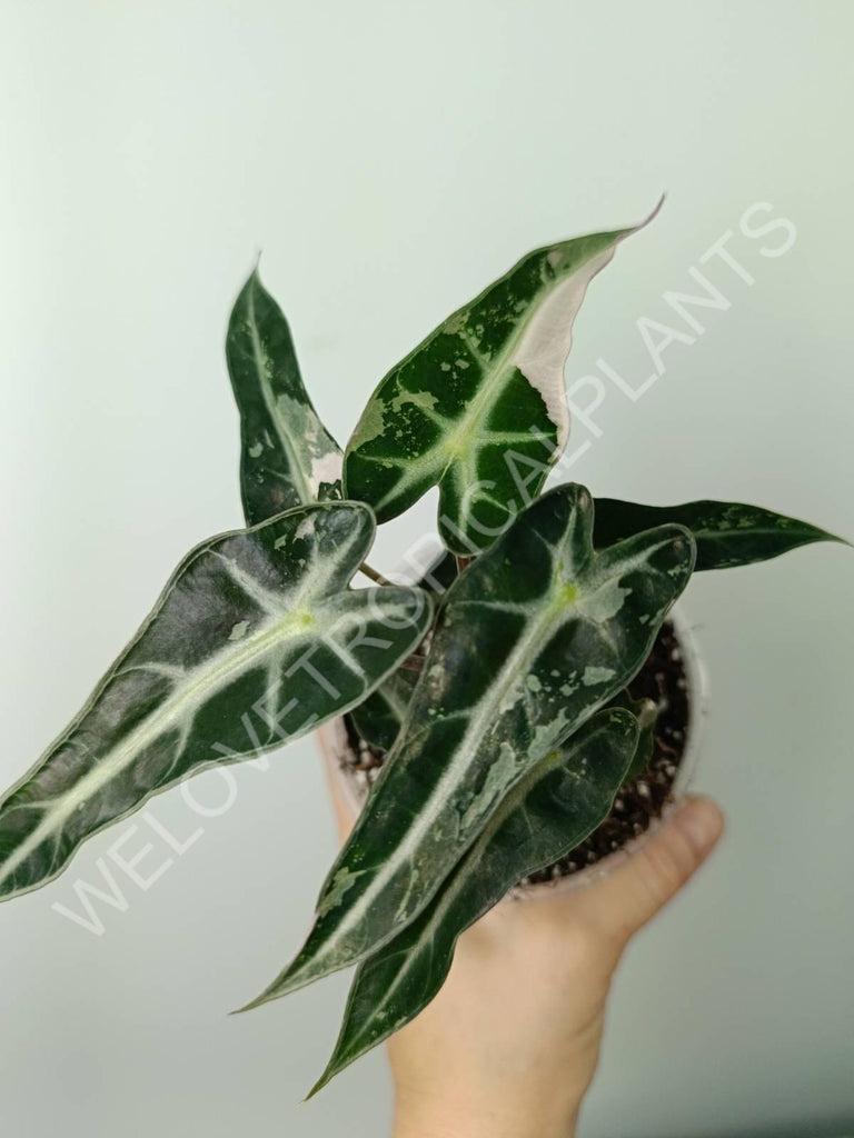 Alocasia bambino variegata pink