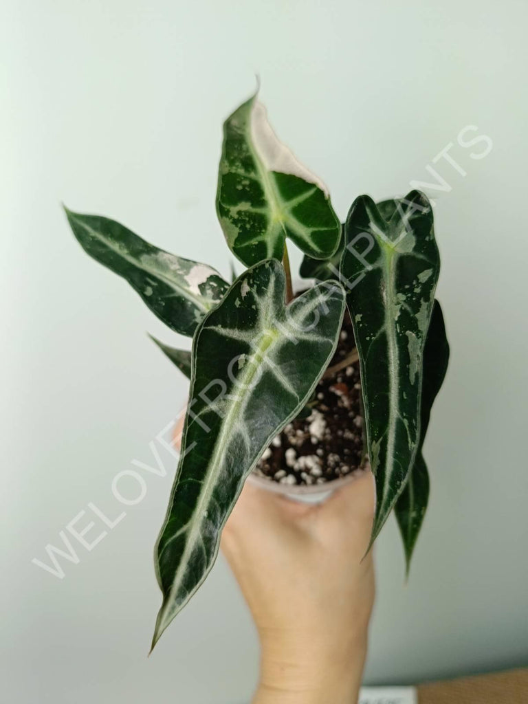 Alocasia bambino variegata pink