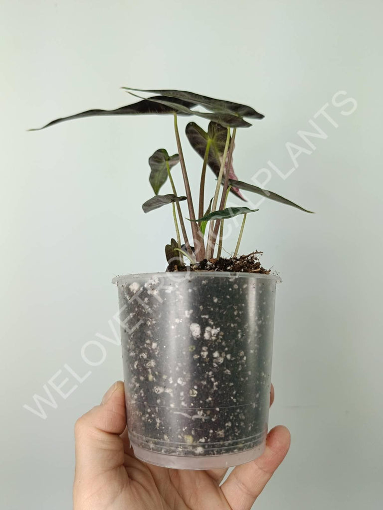 Alocasia bambino variegata pink