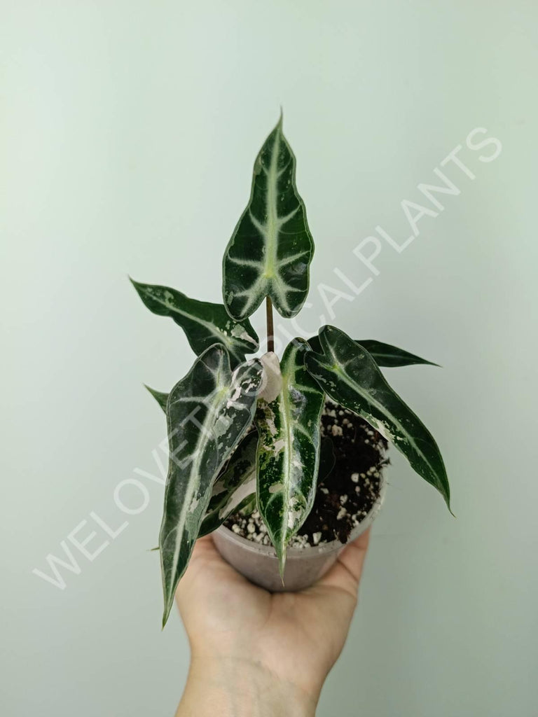 Alocasia bambino variegata pink