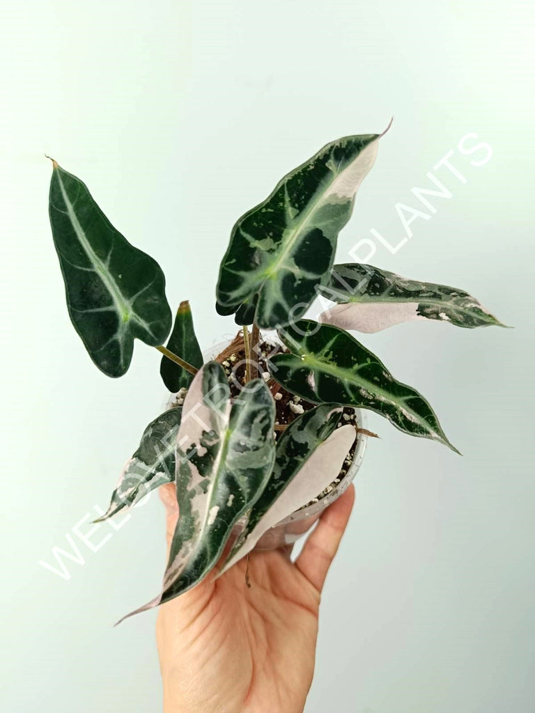 Alocasia bambino variegata pink