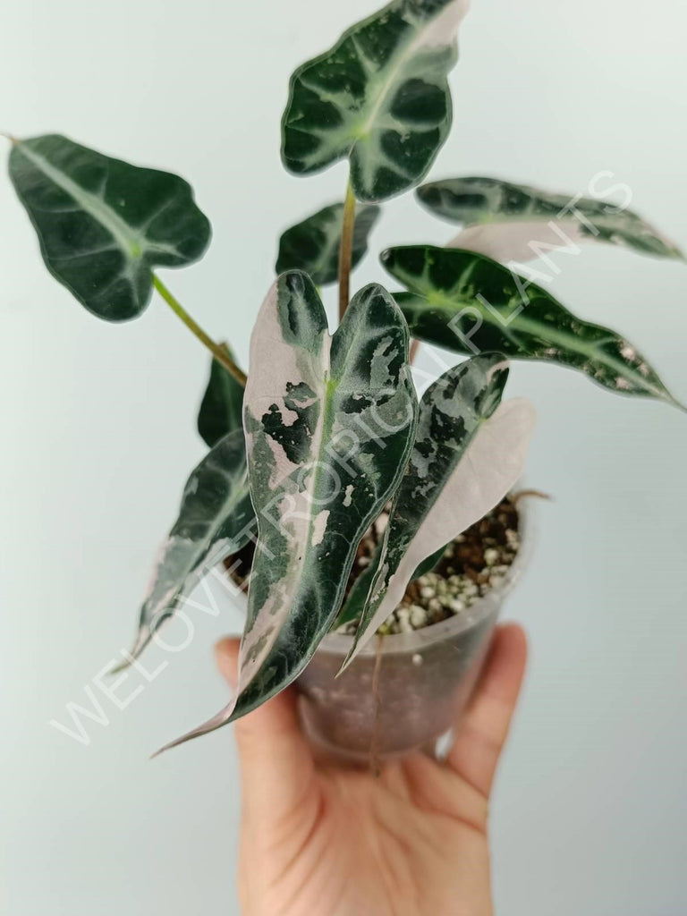 Alocasia bambino variegata pink