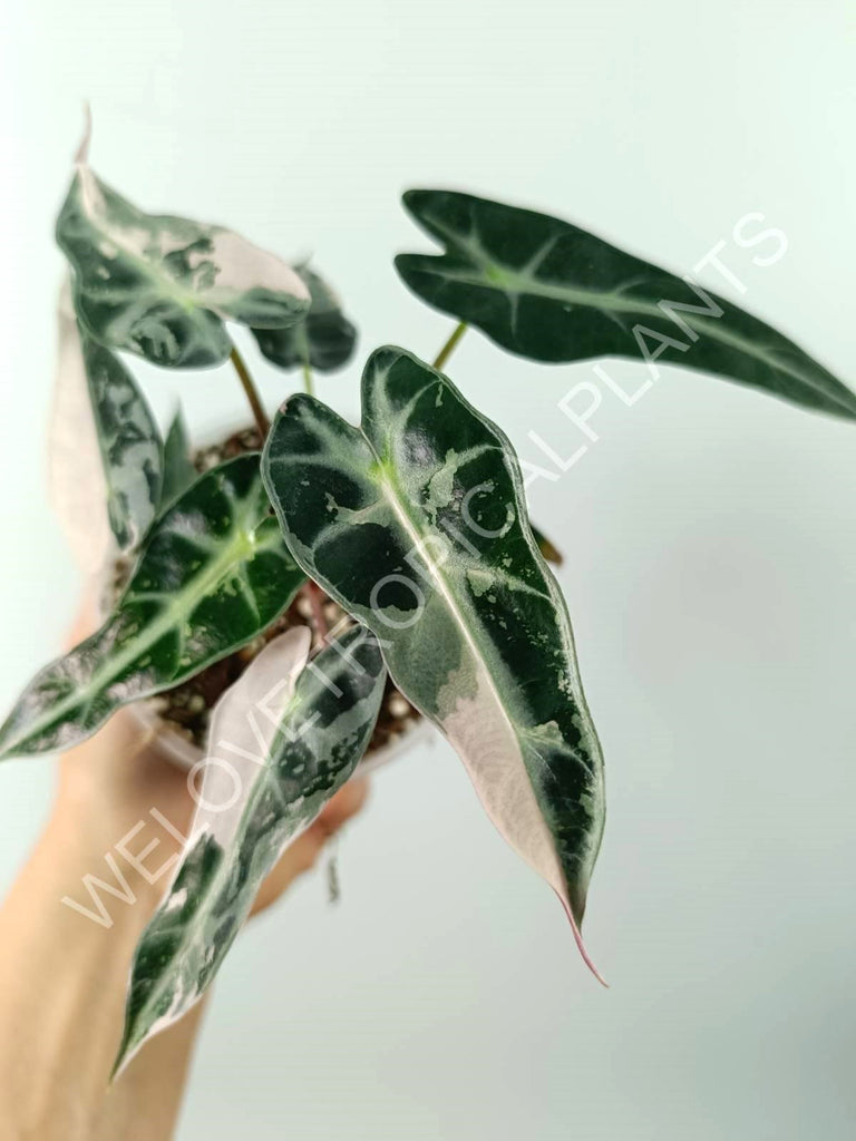 Alocasia bambino variegata pink