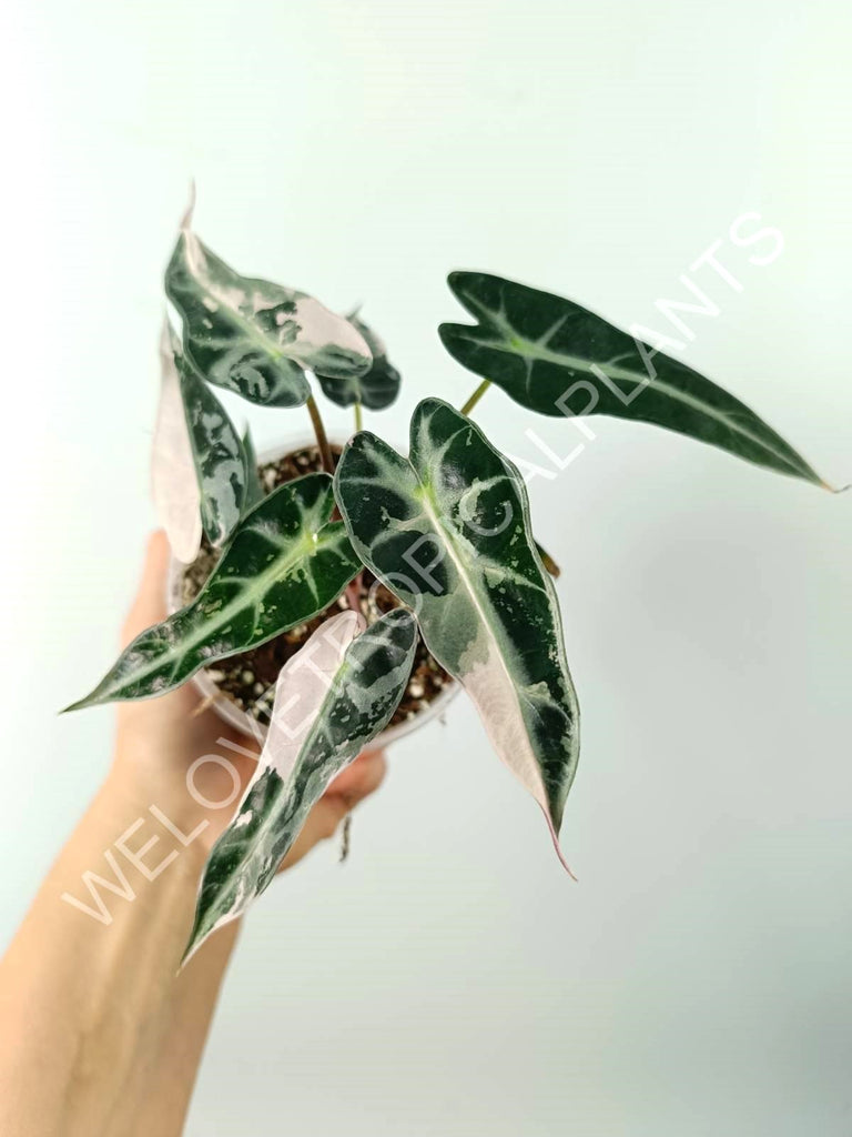 Alocasia bambino variegata pink