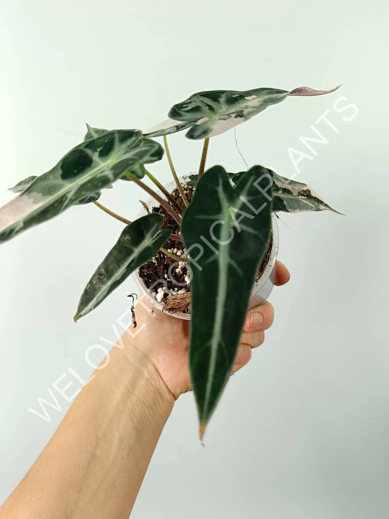 Alocasia bambino variegata pink