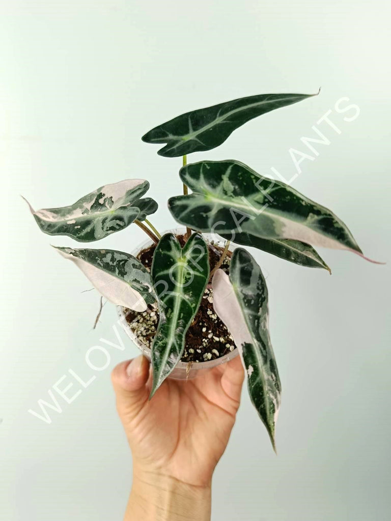 Alocasia bambino variegata pink