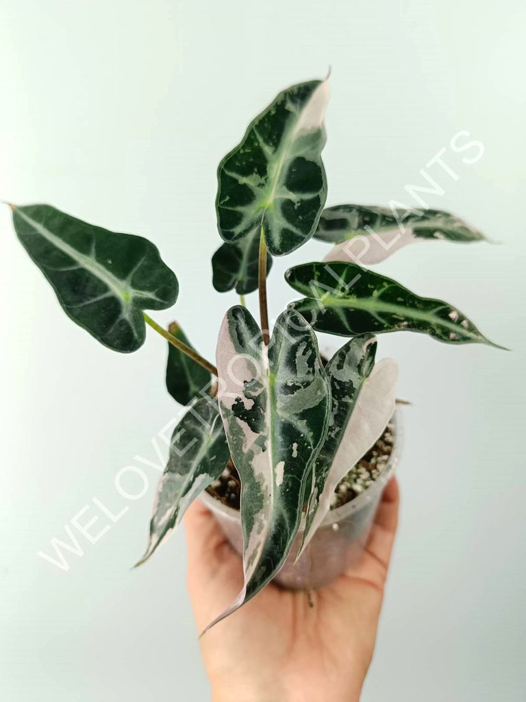 Alocasia bambino variegata pink