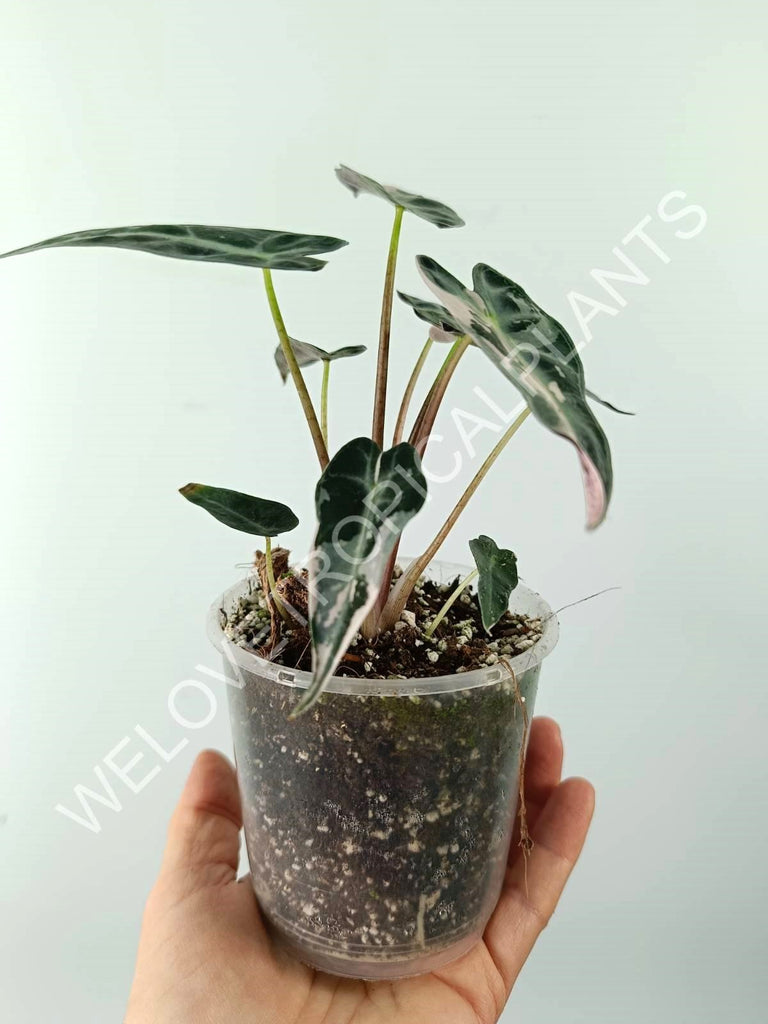 Alocasia bambino variegata pink