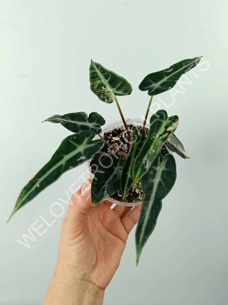 Alocasia bambino variegata pink