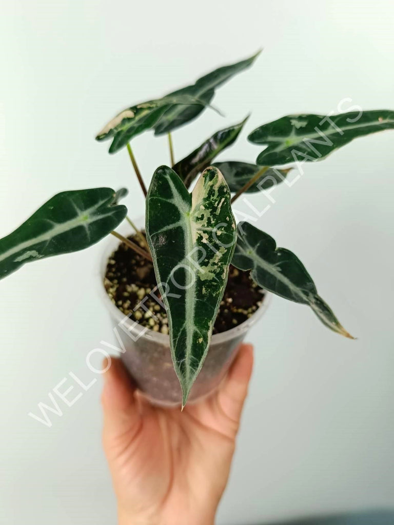 Alocasia bambino variegata pink