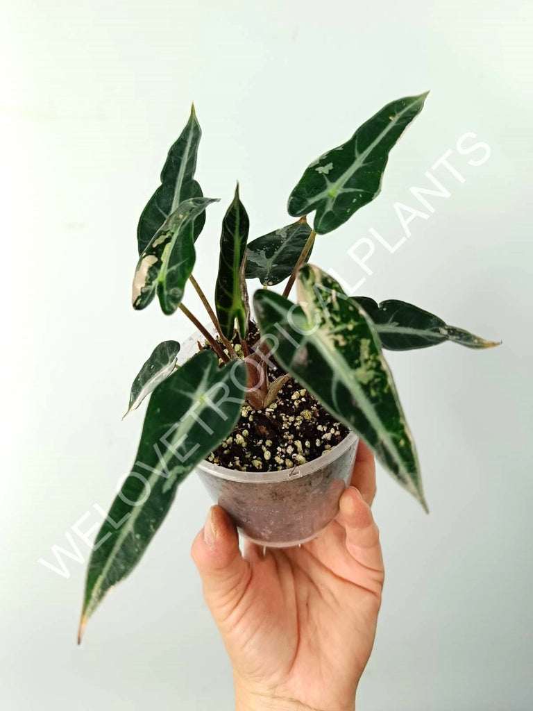 Alocasia bambino variegata pink