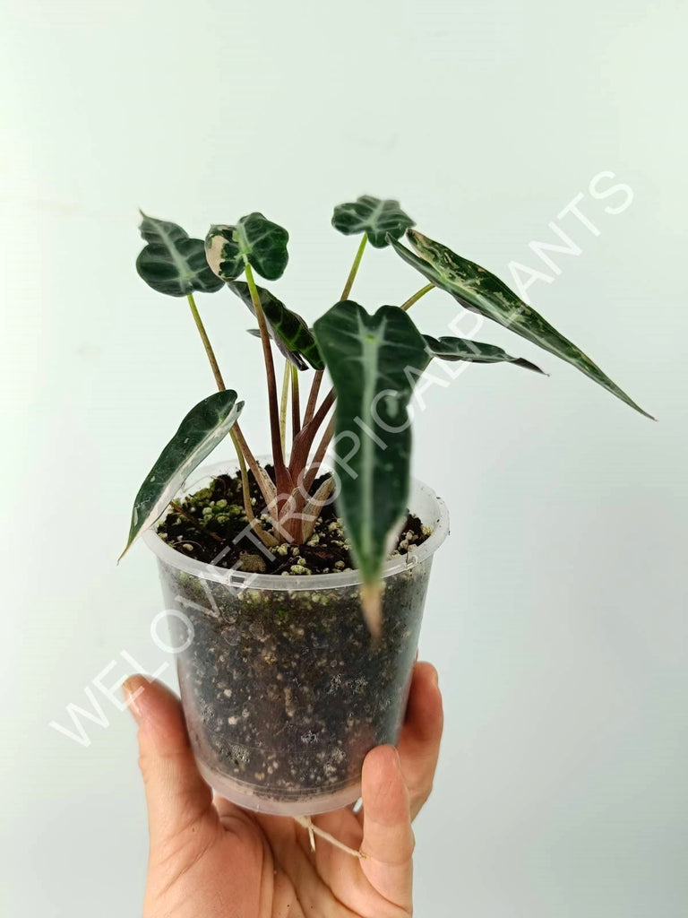 Alocasia bambino variegata pink